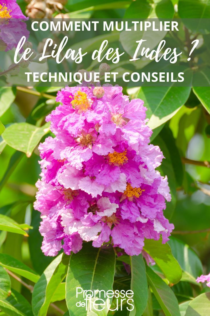 Bouturage lilas des Indes