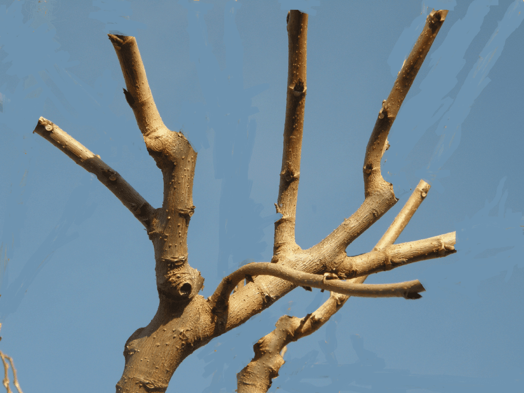 0ce451fa303902ef8e65f95194376fb7-2