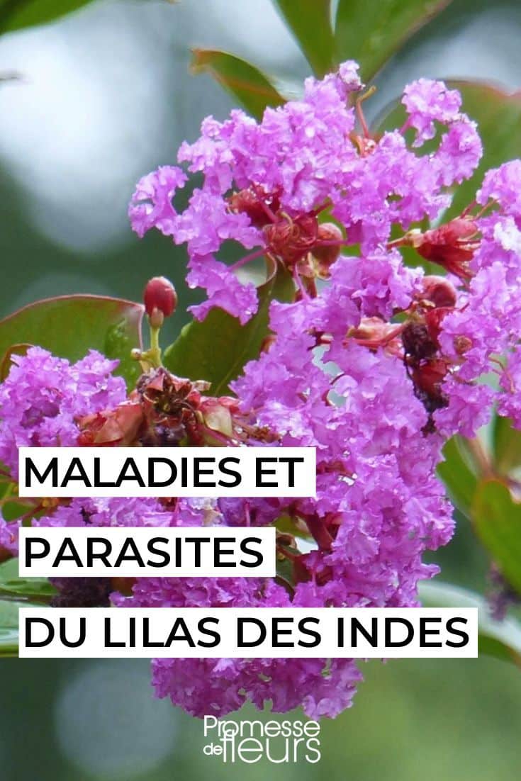 Bouturage lilas des Indes