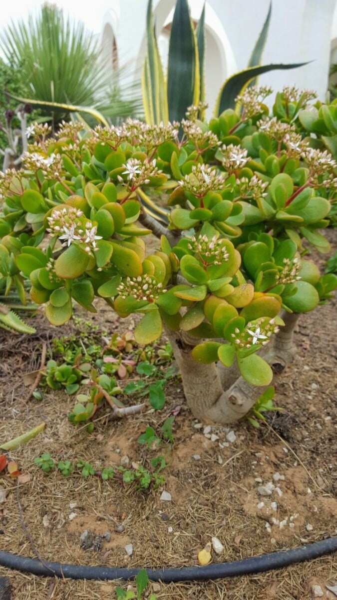 Arbre de jade bouturage