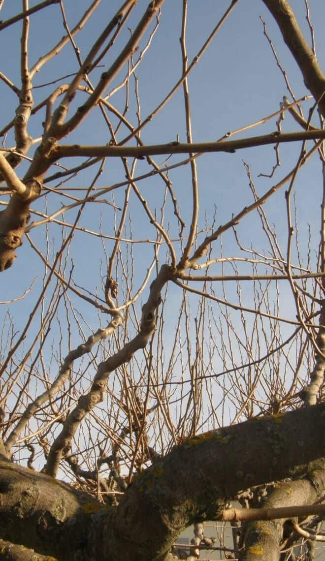 Maladie mûrier platane