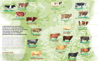 À la découverte des races bovines à viande : un patrimoine français d’exception