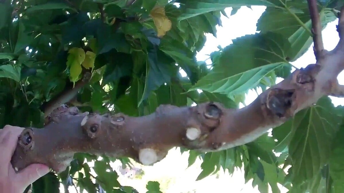 Maladie mûrier platane identification