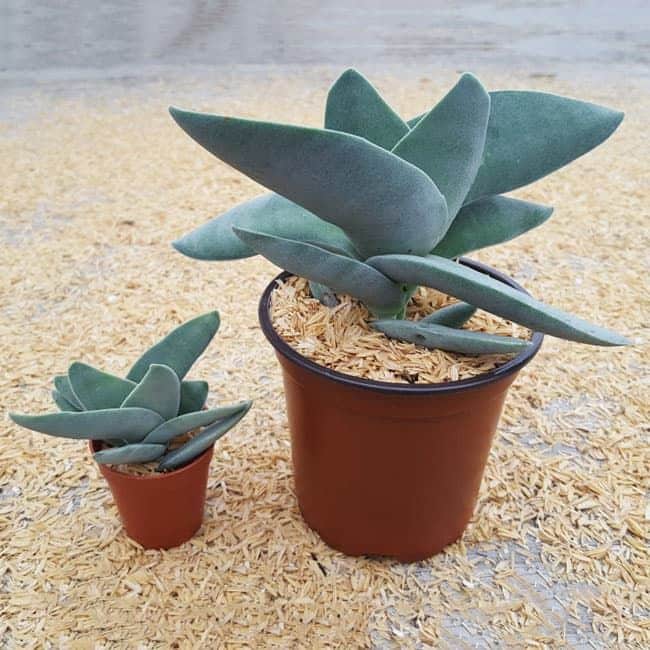 Arbre de jade bouturage