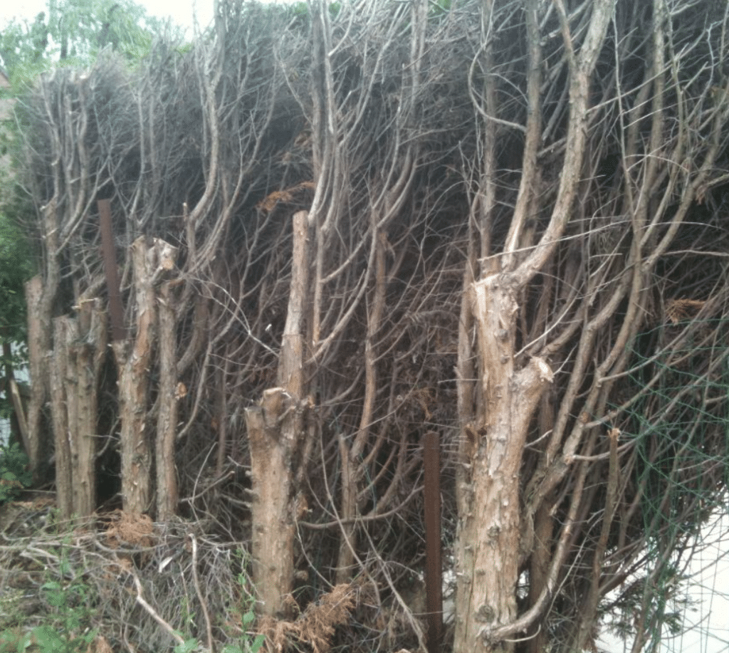 Maladie mûrier platane