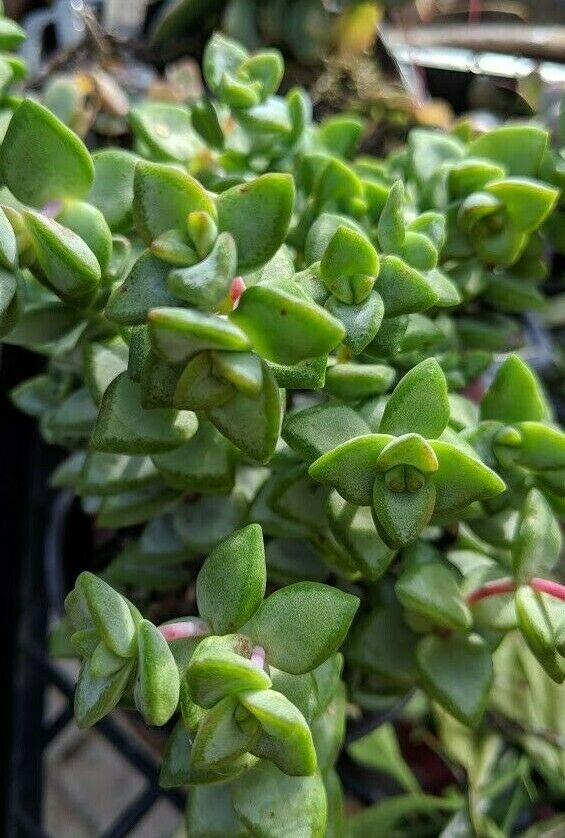 Arbre de jade bouturage