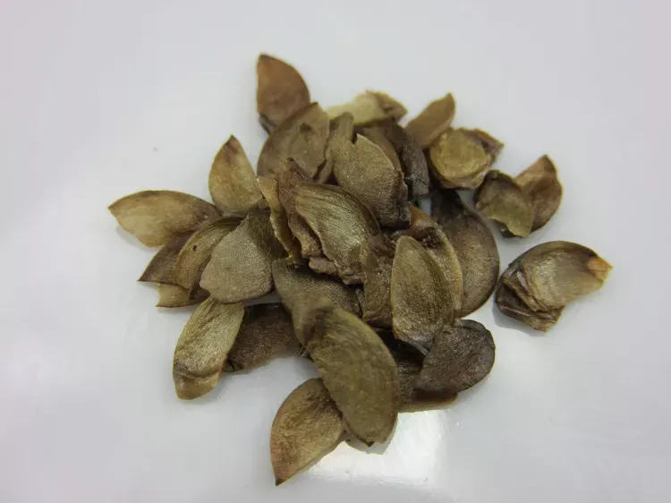 Lilas des Indes bouture