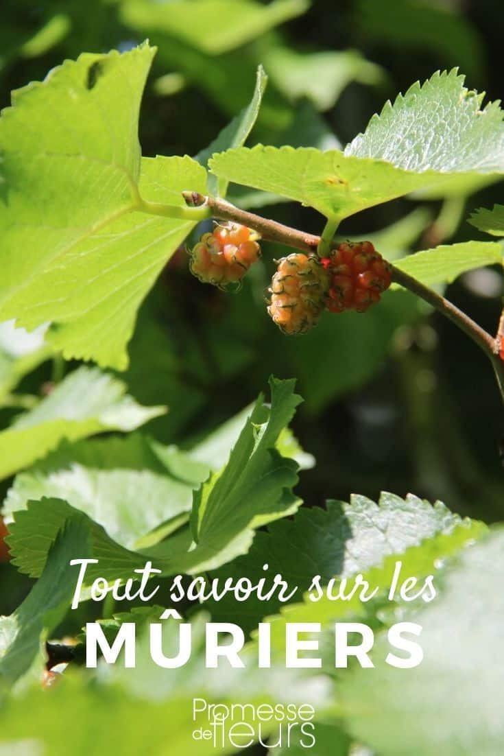 Maladie mûrier platane identification