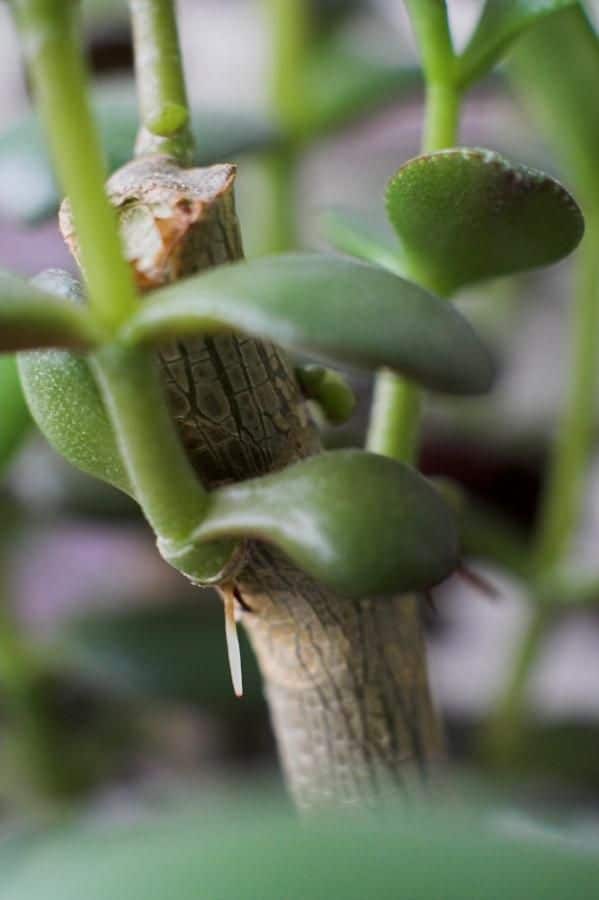 Bouturage Crassula photos