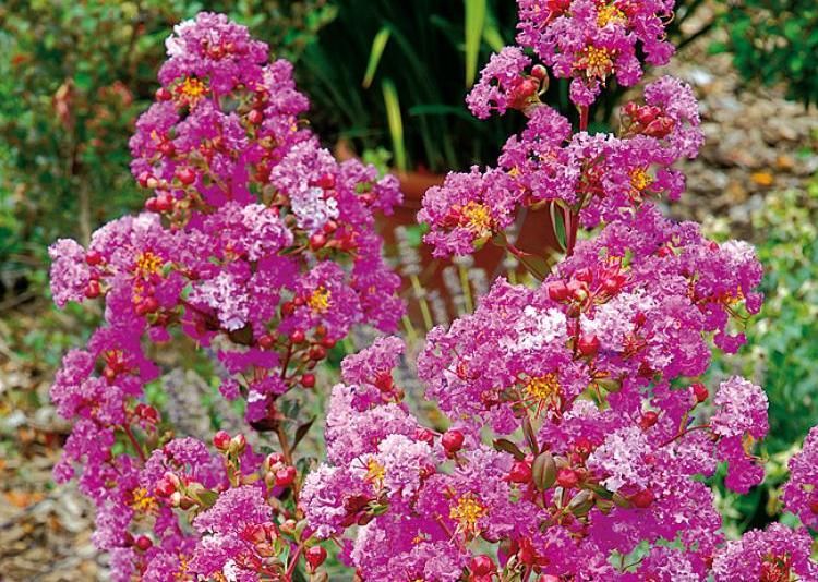 Lilas des Indes bouture