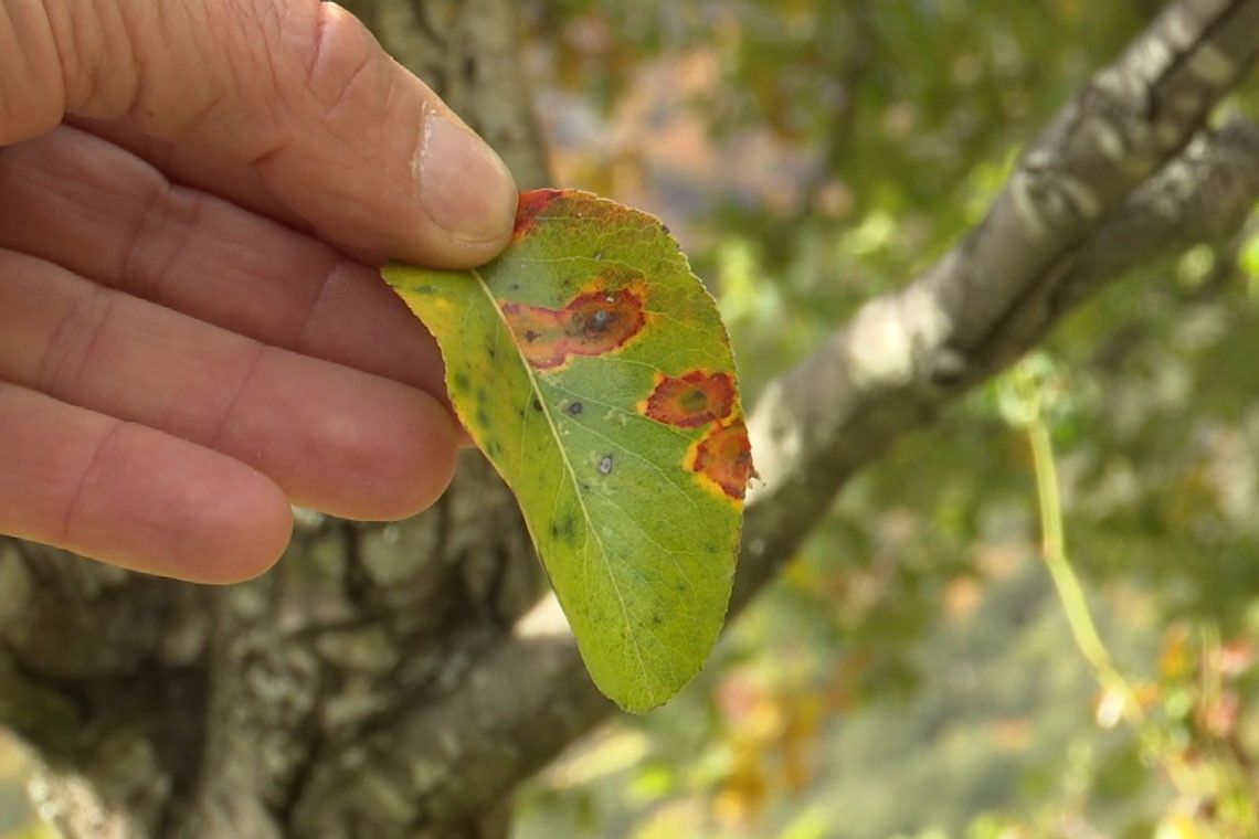 Maladie mûrier platane