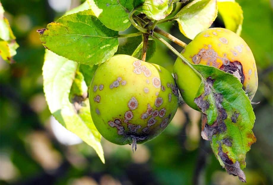 Maladie mûrier platane