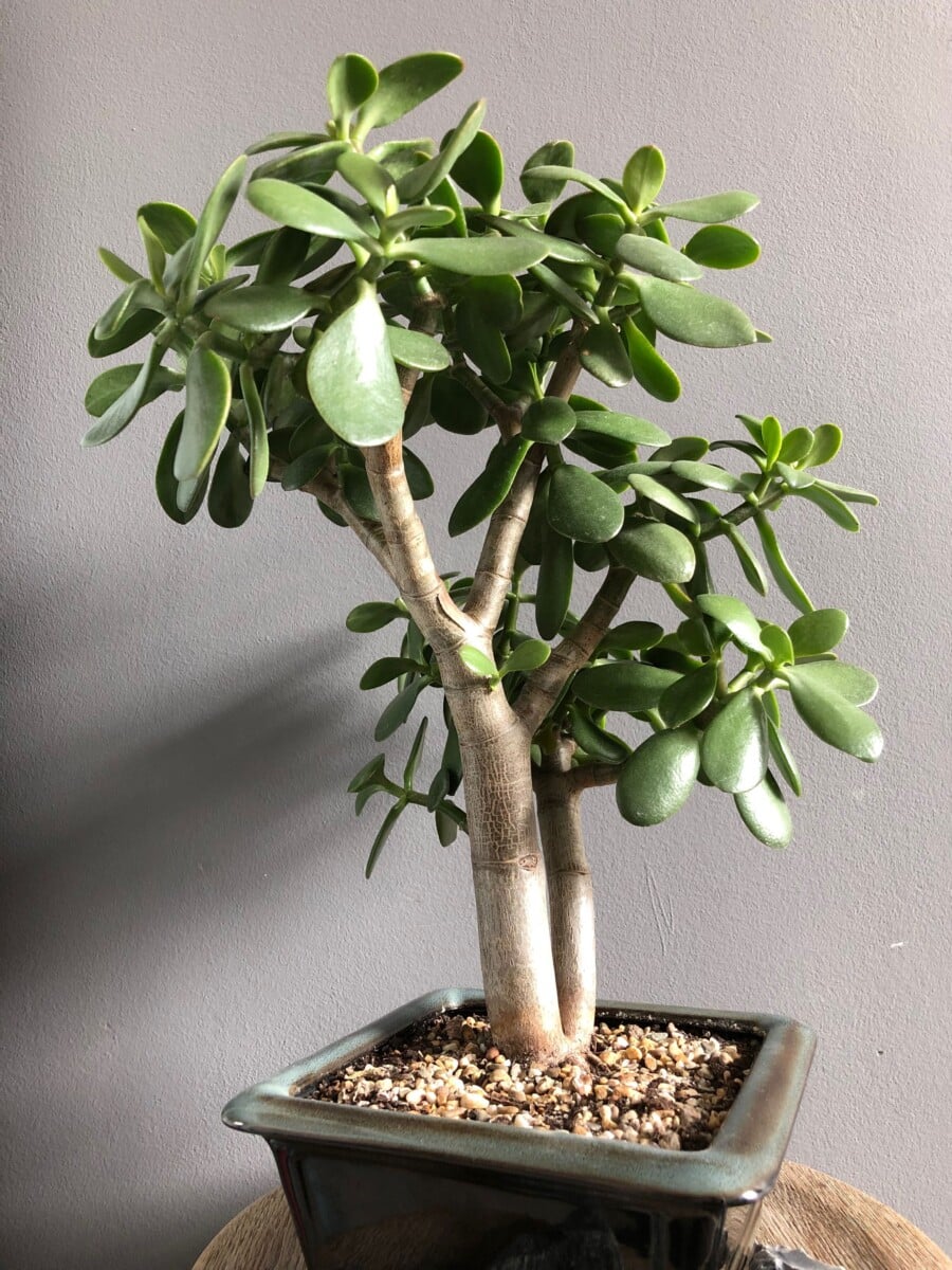 Bouturage Crassula photos