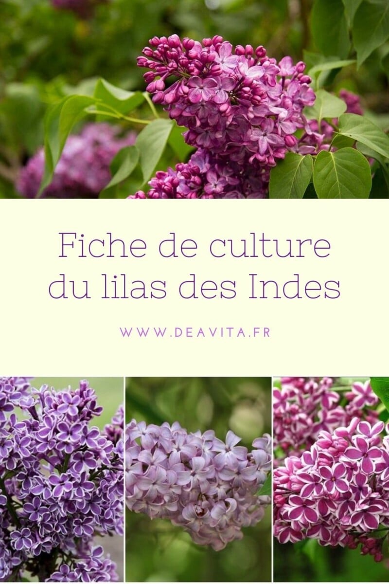 Lilas des Indes bouture