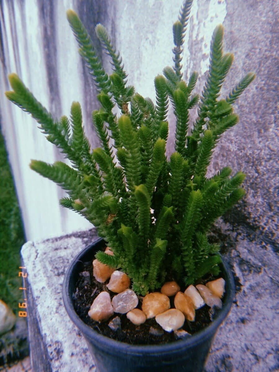 Arbre de jade bouturage