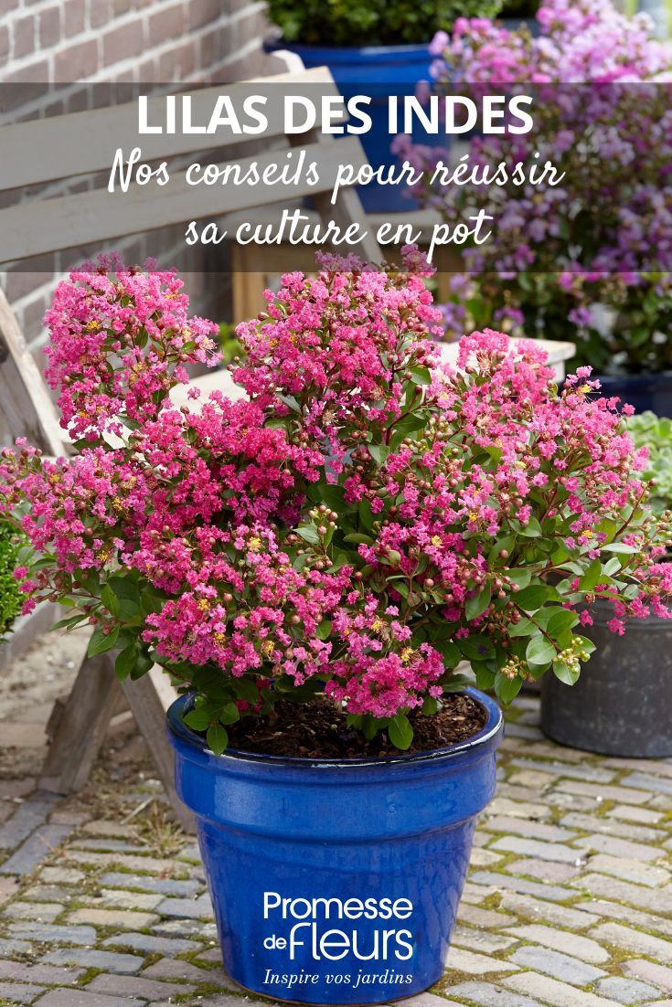 Bouturage lilas des Indes