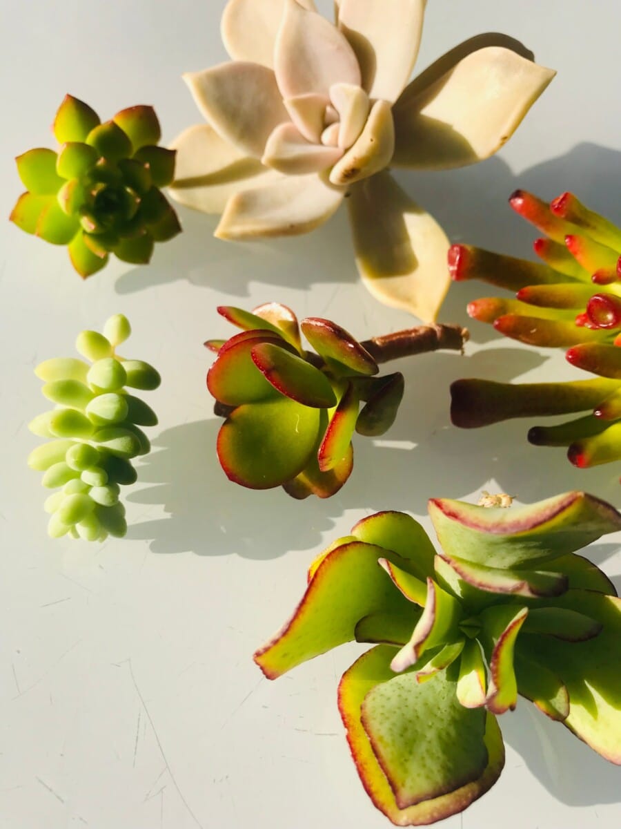 Bouturage Crassula photos