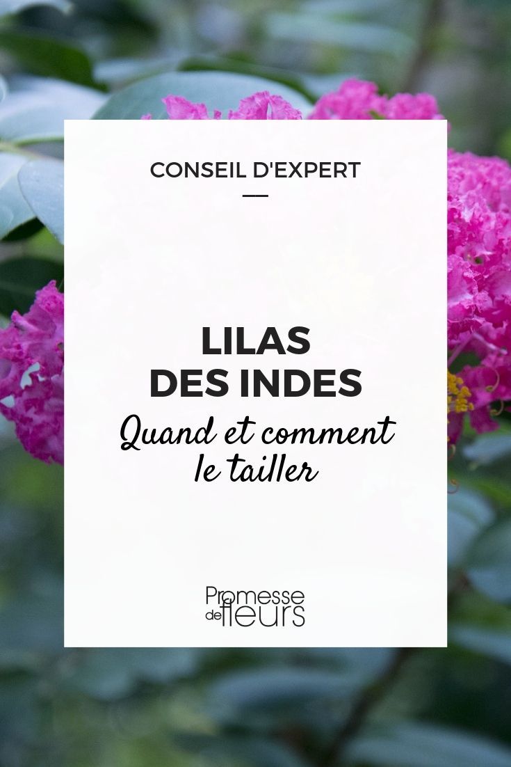 Bouturage lilas des Indes