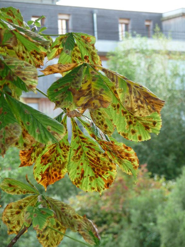 Maladie mûrier platane