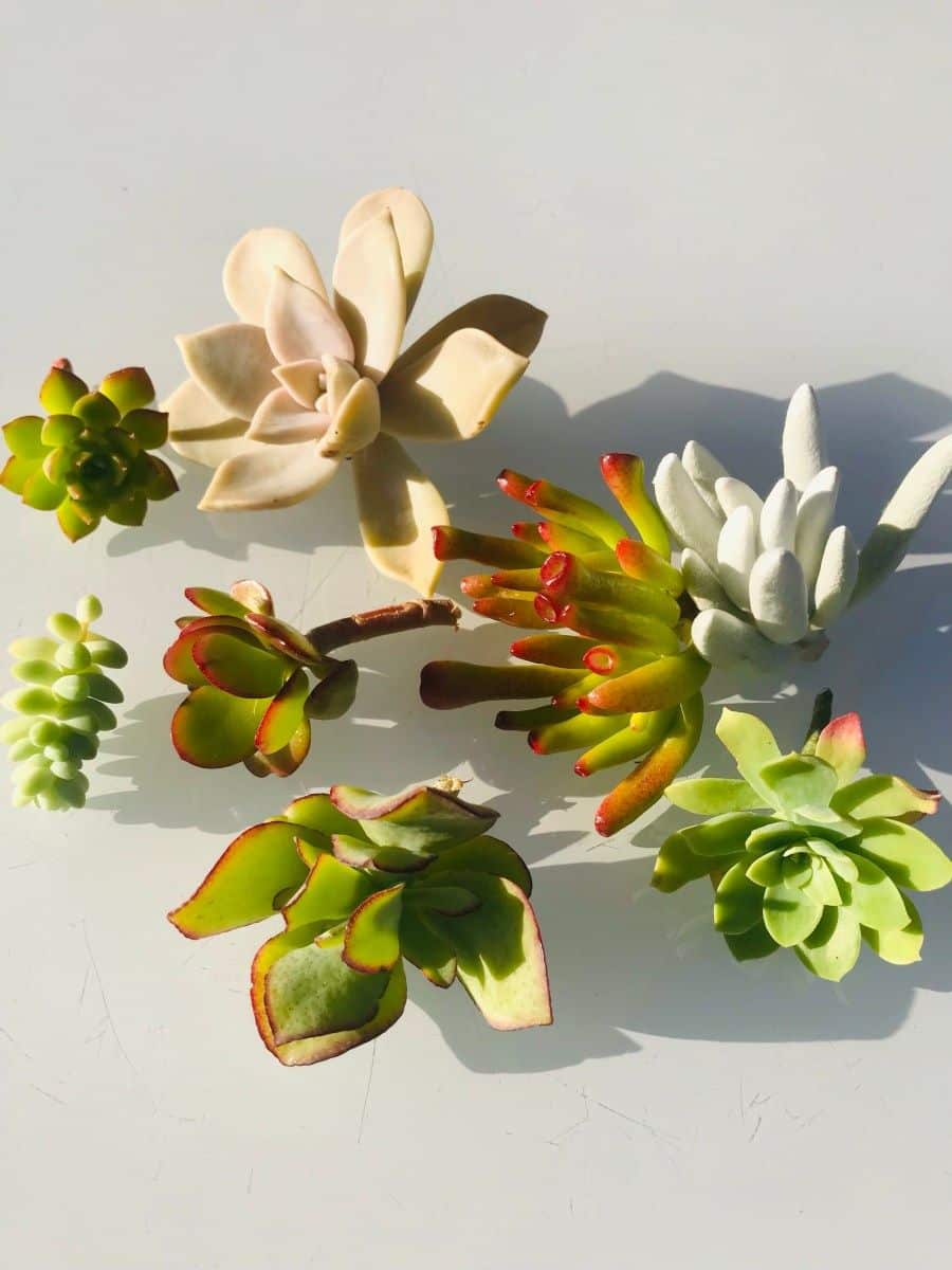 Bouturage Crassula photos