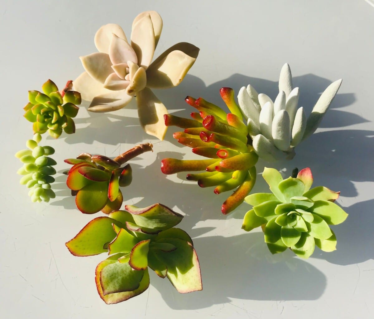 Arbre de jade bouturage