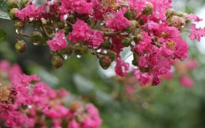 Bouturage lilas des Indes : guide pratique pour réussir en milieu urbain