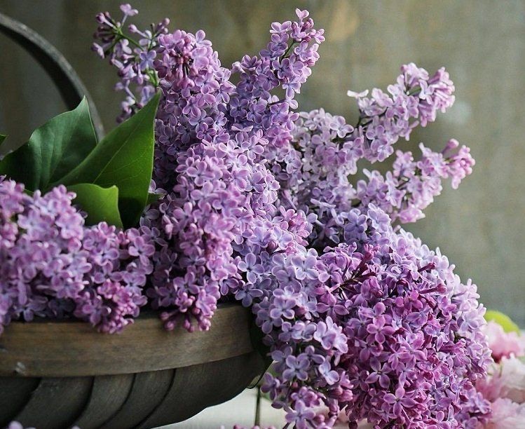 Lilas des Indes bouture
