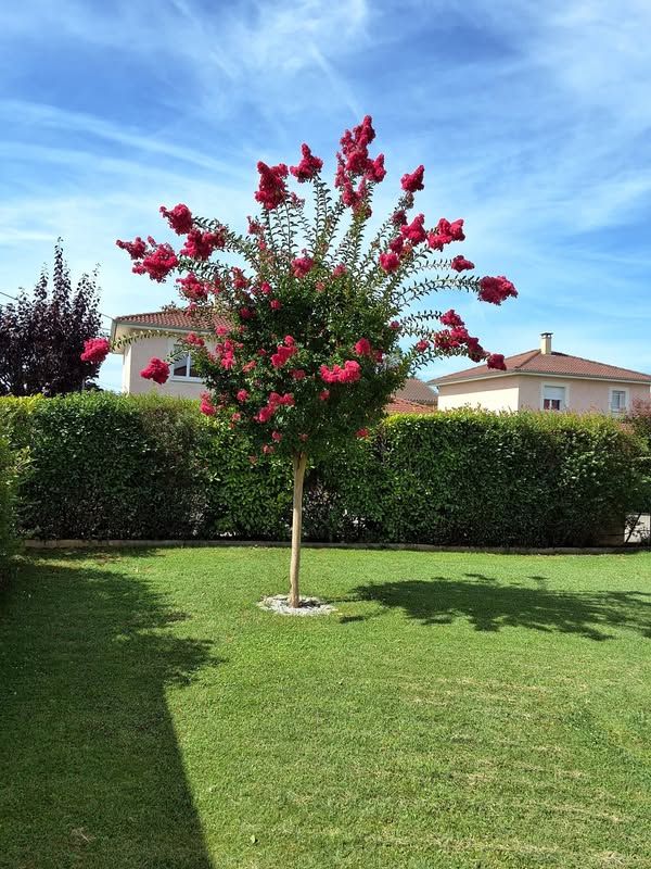 Lilas des Indes bouture