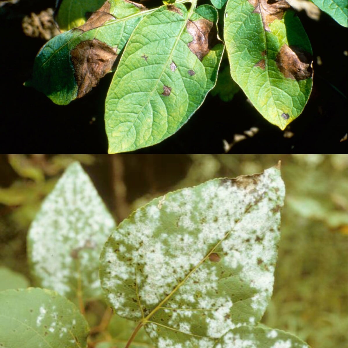 Maladie mûrier platane identification