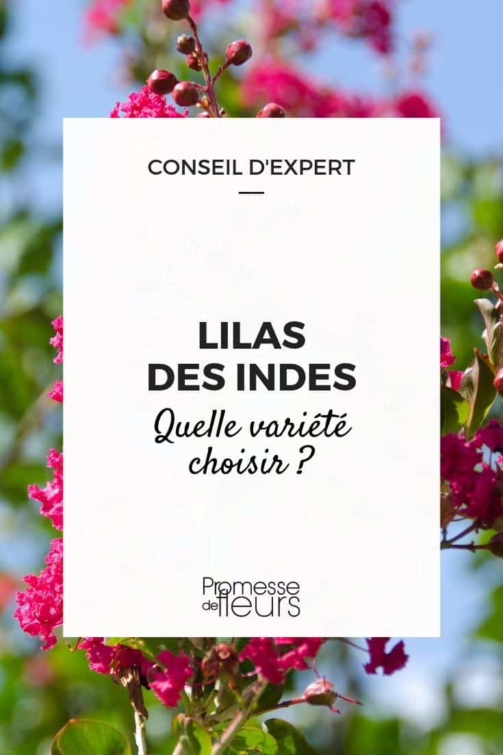 Bouturage lilas des Indes