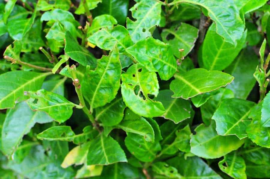 Maladie mûrier platane identification