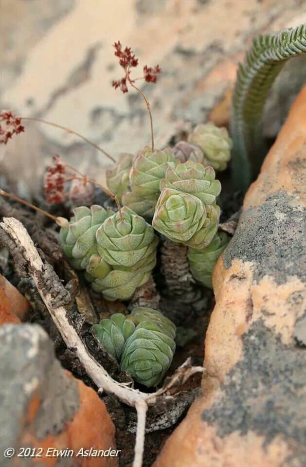 Arbre de jade bouturage