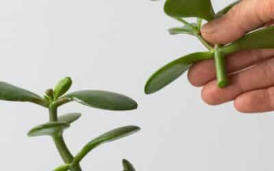 Guide pratique pour le bouturage crassula: réussir votre arbre de jade