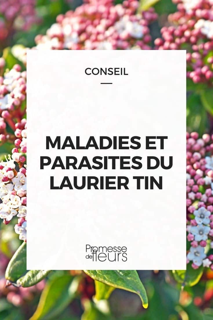 Maladie mûrier platane