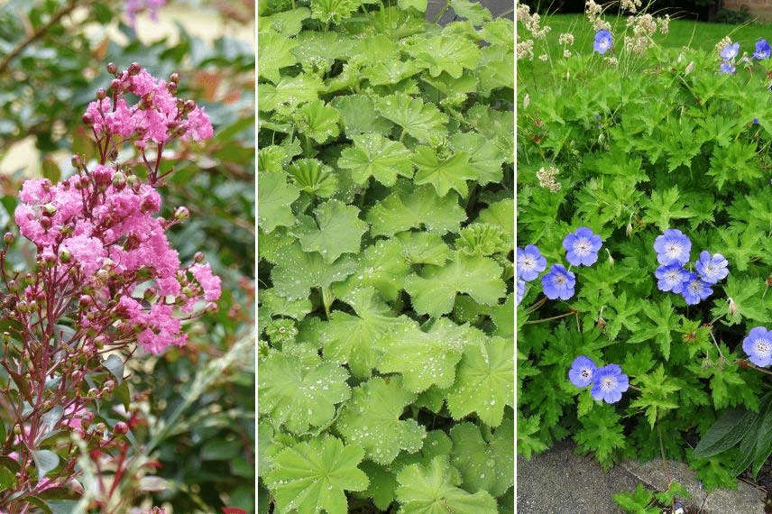 Lilas des Indes bouture