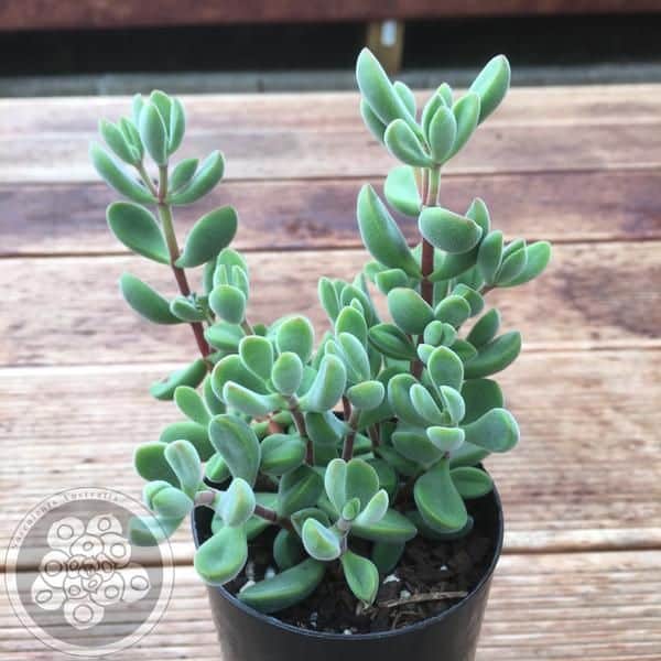 Arbre de jade bouturage