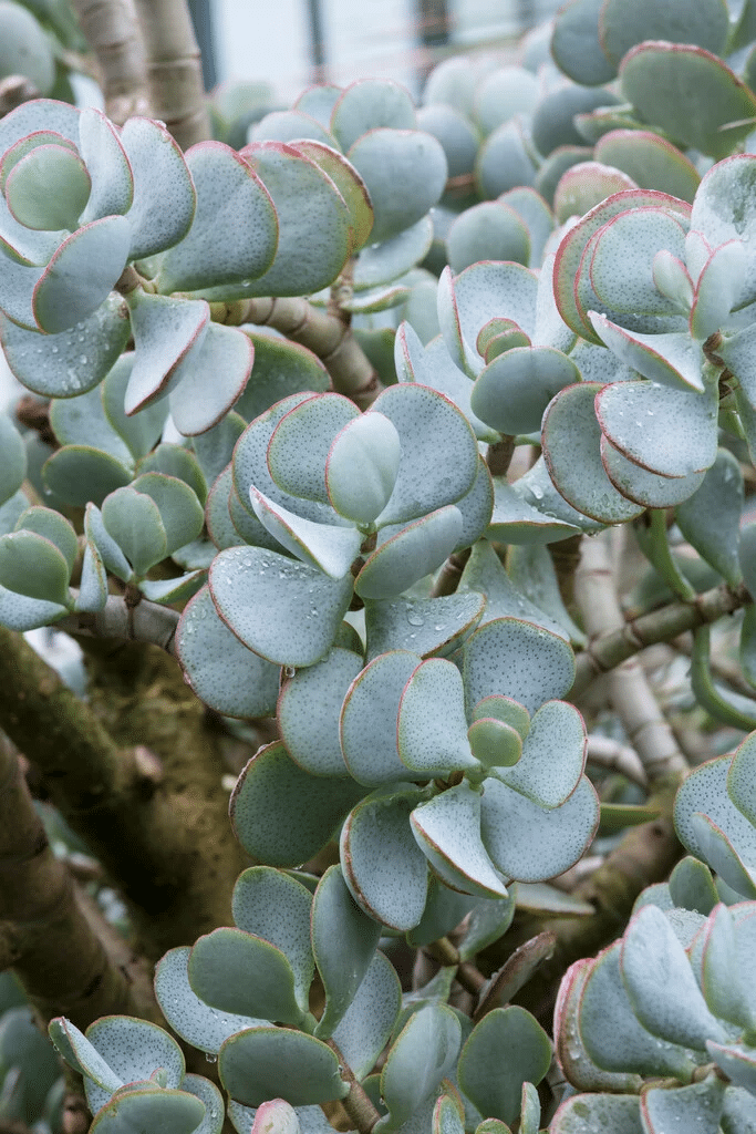 Bouturage Crassula photos