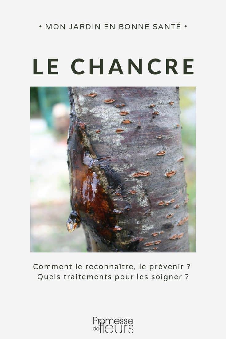 Maladie mûrier platane identification