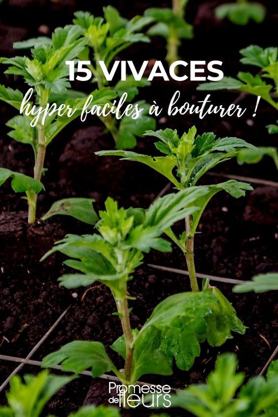 Lilas des Indes bouture